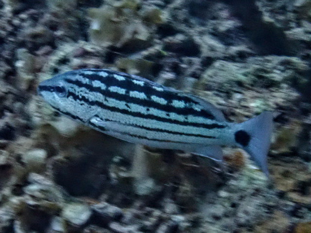 Checkered Snapper<br><span style='font-size:12px'><i>Dave & Rose</i></span>