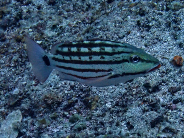 Click to View Checkered Snapper<br><span style='font-size:12px'><i>Dave & Rose</i></span>