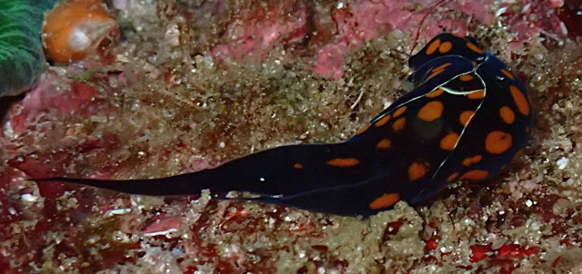 Click to View Chelidonura punctata<br><span style='font-size:12px'><i>Dave & Rose</i></span>