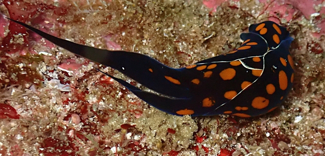 Click to View Chelidonura punctata<br><span style='font-size:12px'><i>Dave & Rose</i></span>