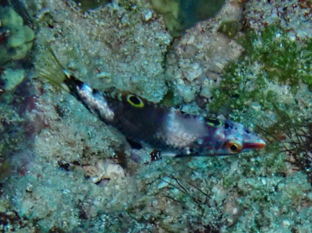 Click to View Chequerboard Wrasse - juvenile<br><span style='font-size:12px'><i>Dave & Rose</i></span>