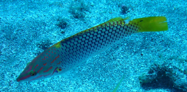 Click to View Chequerboard Wrasse<br><span style='font-size:12px'><i>Dave & Rose</i></span>