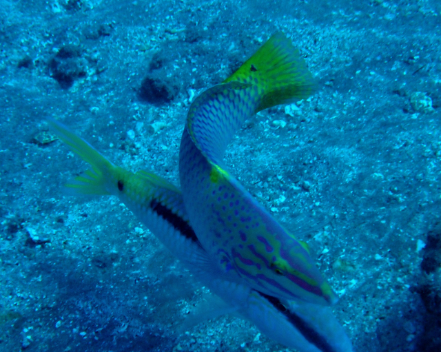 Click to View Chequerboard Wrasse<br><span style='font-size:12px'><i>Dave & Rose</i></span>