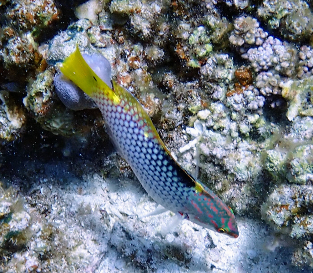 Click to View Chequerboard Wrasse<br><span style='font-size:12px'><i>Dave & Rose</i></span>