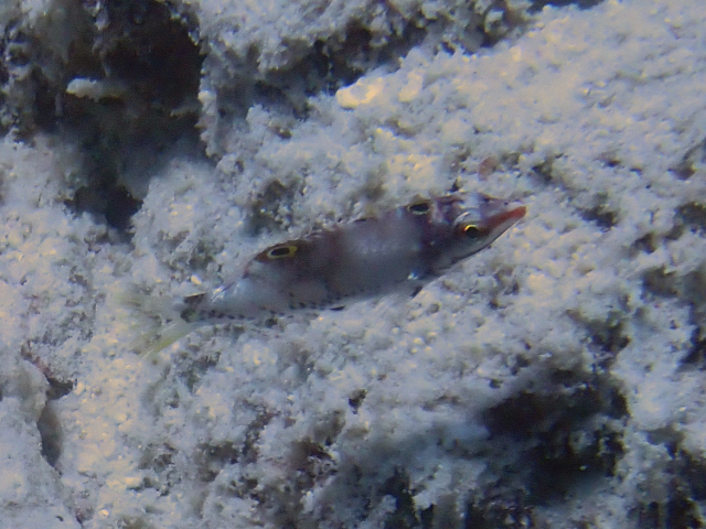 Chequerboard Wrasse - juvenile<br><span style='font-size:12px'><i>Dave & Rose</i></span>
