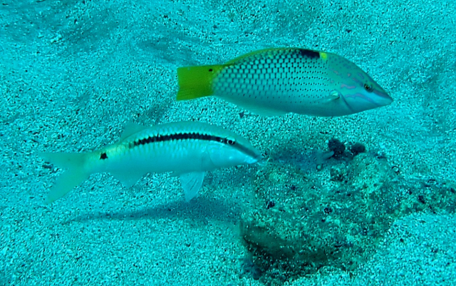 Click to View Chequerboard Wrasse w Goatfish<br><span style='font-size:12px'><i>Dave & Rose</i></span>