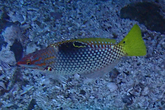 Click to View Chequerboard Wrasse<br><span style='font-size:12px'><i>Dave & Rose</i></span>
