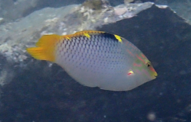 Click to View Chequerboard Wrasse<br><span style='font-size:12px'><i>Dave & Rose</i></span>