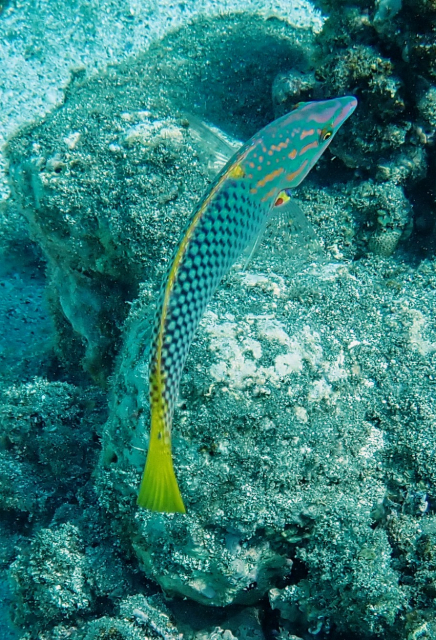 Click to View Chequerboard Wrasse<br><span style='font-size:12px'><i>Dave & Rose</i></span>