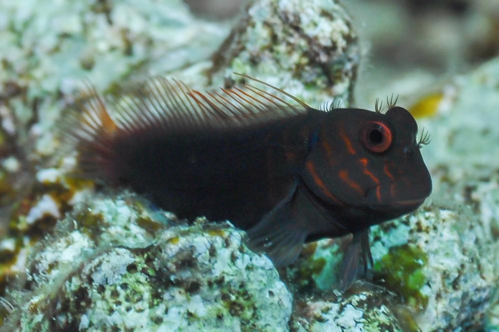 Click to View Chestnut Blenny<br><span style='font-size:12px'><i>WWW</i></span>