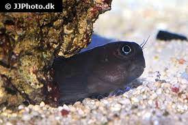 Click to View Chestnut Blenny<br><span style='font-size:12px'><i>Wiki</i></span>