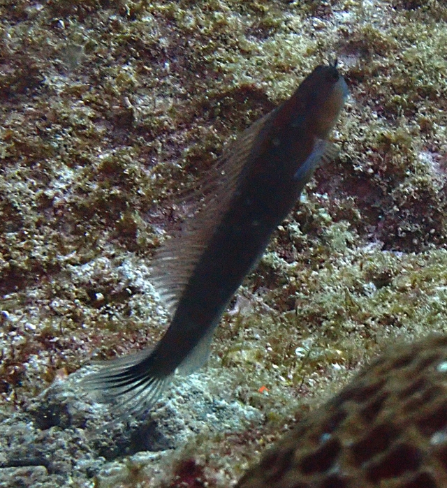 Click to View Chestnut Blenny<br><span style='font-size:12px'><i>Dave & Rose</i></span>