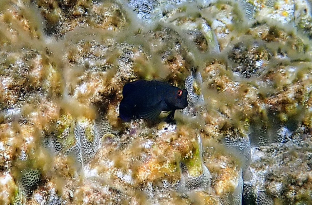 Click to View Chestnut Blenny<br><span style='font-size:12px'><i>Dave & Rose</i></span>