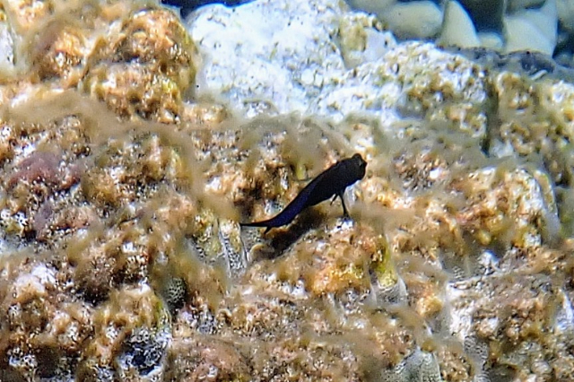 Click to View Chestnut Blenny<br><span style='font-size:12px'><i>Dave & Rose</i></span>