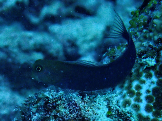 Click to View Chestnut Blenny<br><span style='font-size:12px'><i>Dave & Rose</i></span>