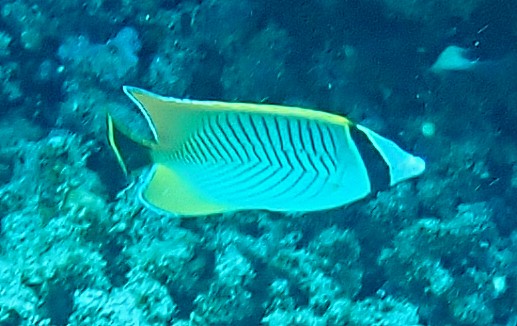 Click to View Chevron Butterflyfish<br><span style='font-size:12px'><i>Dave & Rose</i></span>
