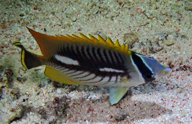 Click to View Chevron Butterflyfish Mutation?<br><span style='font-size:12px'><i>Dave & Rose</i></span>