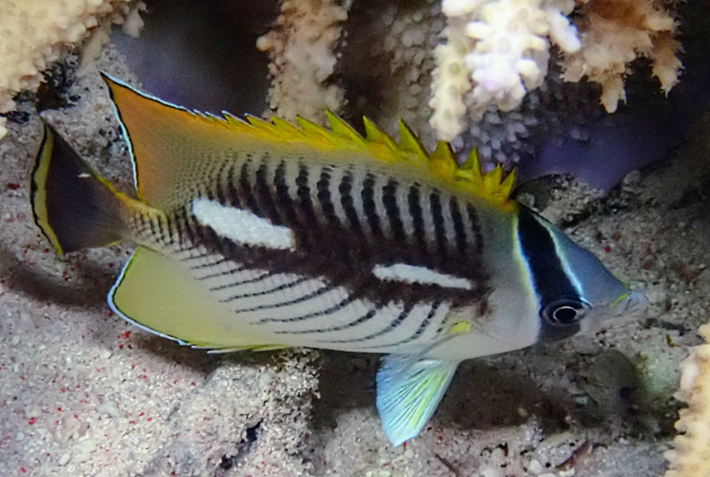 Click to View Chevron Butterflyfish<br><span style='font-size:12px'><i>Dave & Rose</i></span>