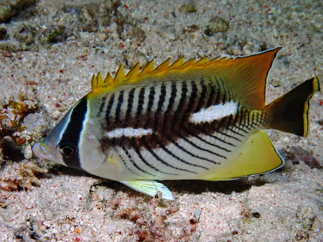Click to View Chevron Butterflyfish mutation?<br><span style='font-size:12px'><i>Dave & Rose</i></span>