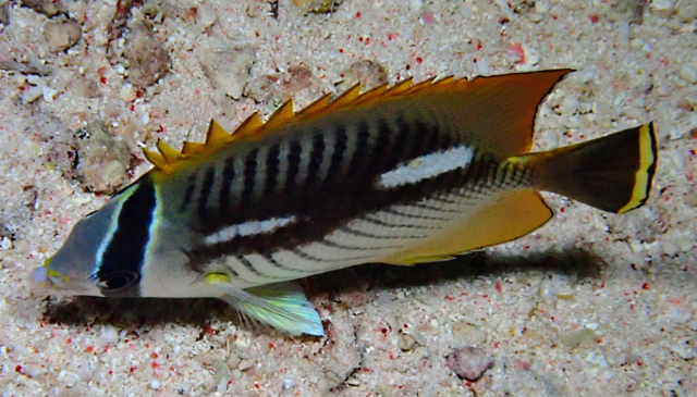 Click to View Chevron Butterflyfish<br><span style='font-size:12px'><i>Dave & Rose</i></span>