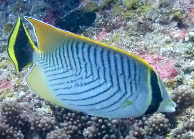Click to View Chevron Butterflyfish<br><span style='font-size:12px'><i>Dave & Rose</i></span>
