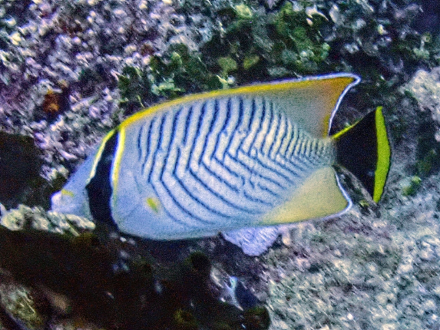 Click to View Chevron Butterflyfish<br><span style='font-size:12px'><i>Dave & Rose</i></span>