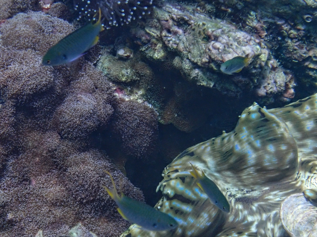 Click to View Chinese Demoiselle<br><span style='font-size:12px'><i>Dave & Rose</i></span>