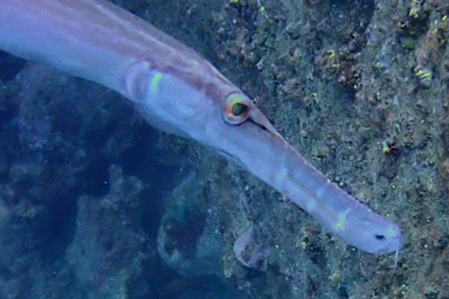 Click to View Chinese Trumpetfish<br><span style='font-size:12px'><i>Dave & Rose</i></span>