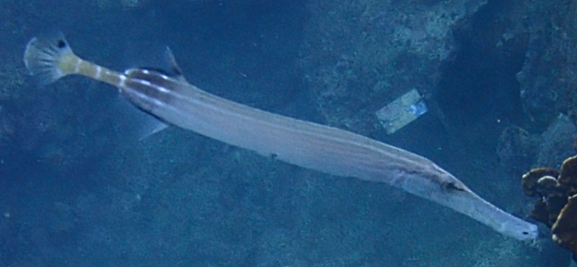 Click to View Chinese Trumpetfish<br><span style='font-size:12px'><i>Dave & Rose</i></span>