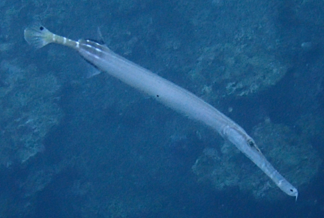 Click to View Chinese Trumpetfish<br><span style='font-size:12px'><i>Dave & Rose</i></span>