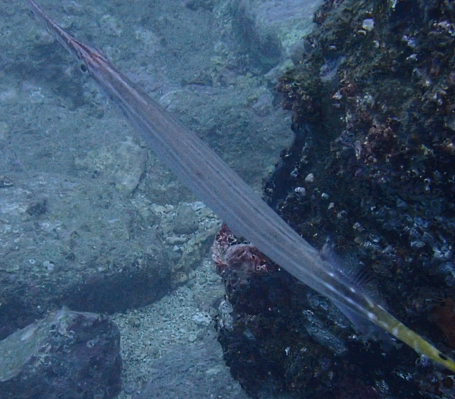 Click to View Chinese Trumpetfish<br><span style='font-size:12px'><i>Dave & Rose</i></span>