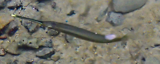 Click to View Chinese Trumpetfish<br><span style='font-size:12px'><i>Dave & Rose</i></span>