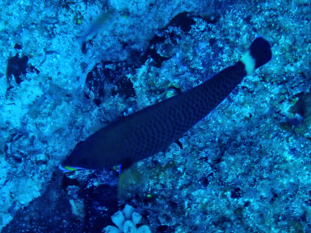 Click to View Chiseltooth Wrasse<br><span style='font-size:12px'><i>Dave & Rose</i></span>