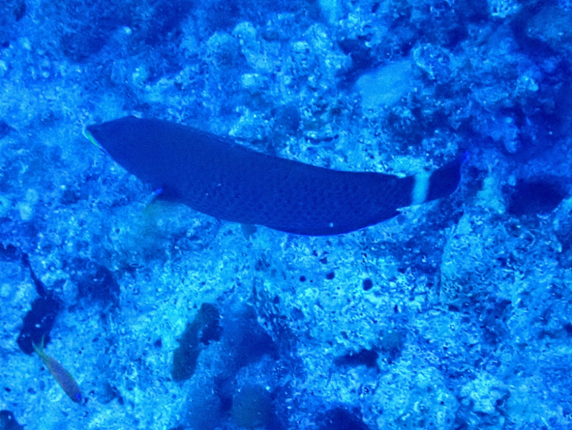 Click to View Chiseltooth Wrasse<br><span style='font-size:12px'><i>Dave & Rose</i></span>