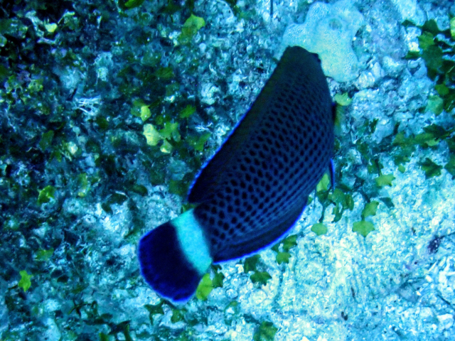 Click to View Chiseltooth Wrasse<br><span style='font-size:12px'><i>Dave & Rose</i></span>