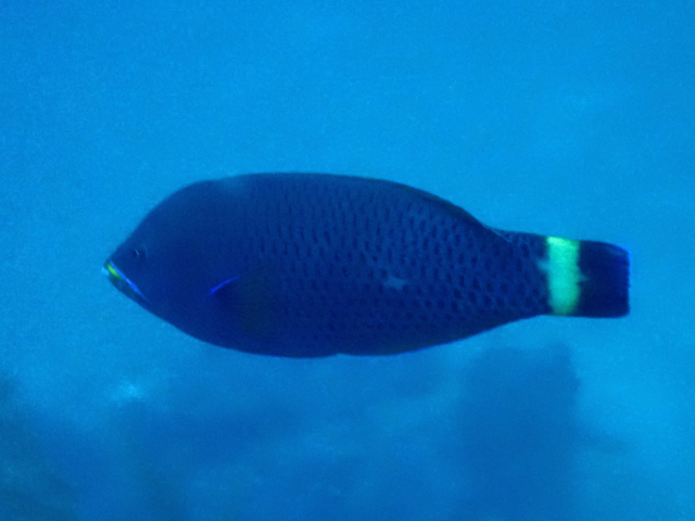 Click to View Chiseltooth Wrasse<br><span style='font-size:12px'><i>Dave & Rose</i></span>