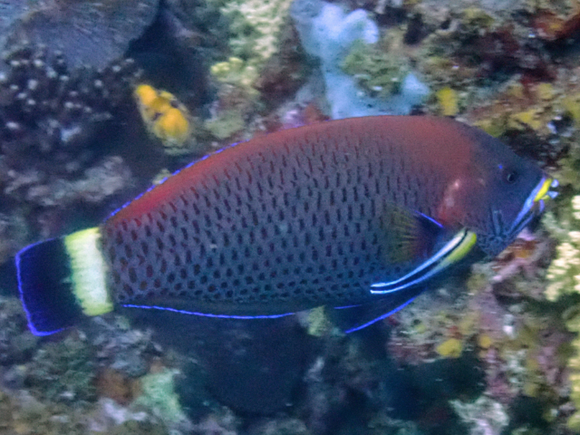 Chiseltooth Wrasse Chiseltooth Wrasse<br><span style='font-size:12px'><i>Dave & Rose</i>  Philippines  3rd May 2026</span>