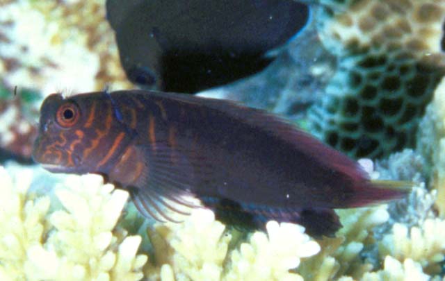 Click to View Chestnut Blenny<br><span style='font-size:12px'><i>Fishbase</i></span>