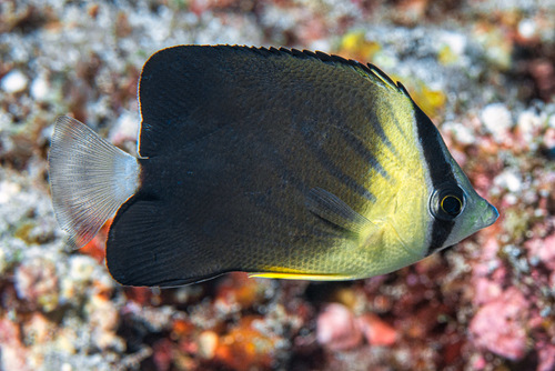 Click to View Chocolate Butterflyfish<br><span style='font-size:12px'><i>iNaturalist</i></span>