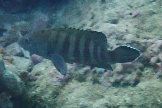 Click to View Chocolate Grouper<br><span style='font-size:12px'><i>Dave & Rose</i></span>