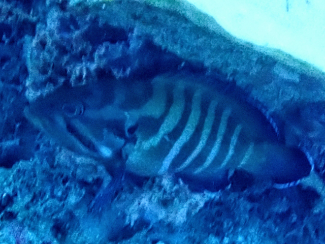 Click to View Chocolate Grouper<br><span style='font-size:12px'><i>Dave & Rose</i></span>