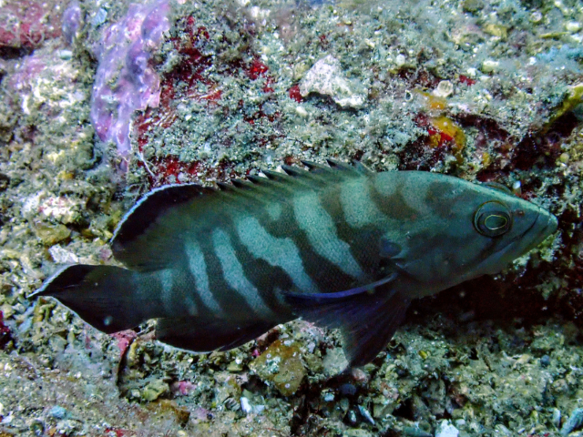 Chocolate Grouper<br><span style='font-size:12px'><i>Dave & Rose</i>&nbsp&nbspPhilippines&nbsp&nbsp27th Apr 2026</span>