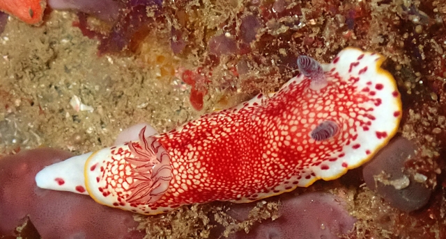 Click to View Chromodoris Tinctoria<br><span style='font-size:12px'><i>Dave & Rose</i></span>