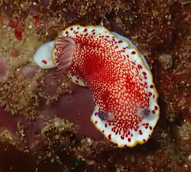 Click to View Chromodoris Tinctoria<br><span style='font-size:12px'><i>Dave & Rose</i></span>