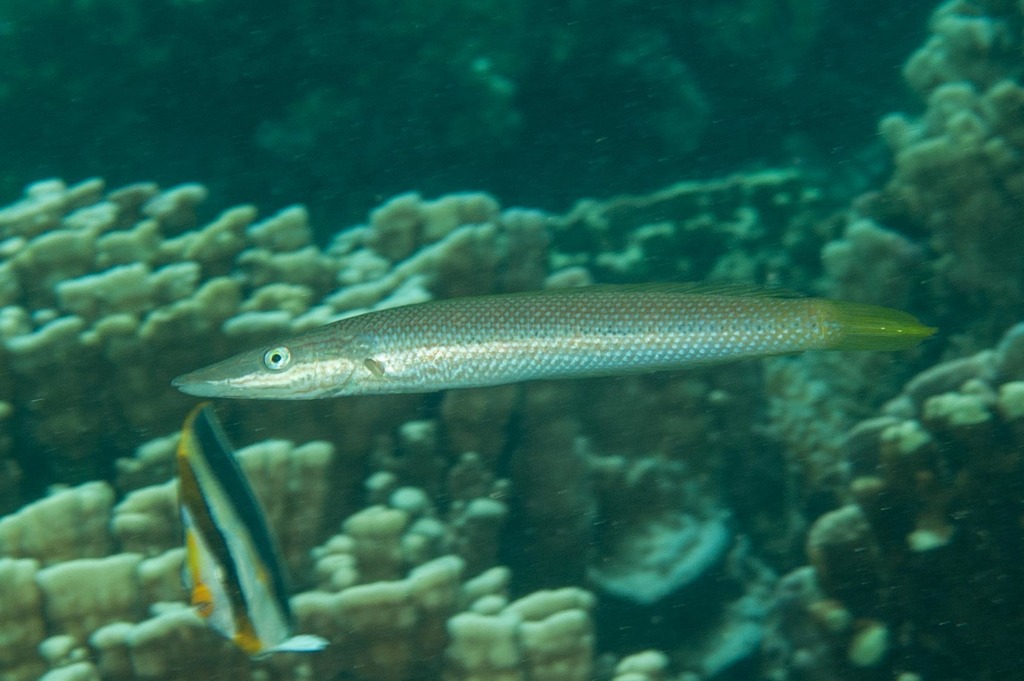 Click to View Cigar Wrasse<br><span style='font-size:12px'><i>iNaturalist</i></span>