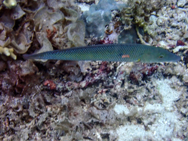 Cigar Wrasse<br><span style='font-size:12px'><i>Dave & Rose</i>&nbsp&nbspPhilippines&nbsp&nbsp2nd May 2026</span>