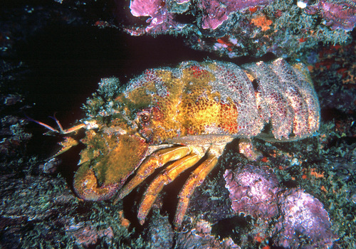 Click to View Clam Digger<br><span style='font-size:12px'><i>iNaturalist</i></span>