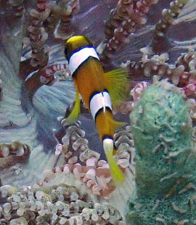 Click to View Clark's Anemonefish<br><span style='font-size:12px'><i>Dave & Rose</i></span>