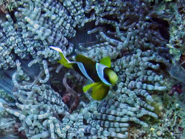 Click to View Clark's Anemonefish<br><span style='font-size:12px'><i>Dave & Rose</i></span>