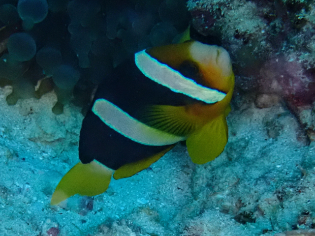 Click to View Clark's Anemonefish<br><span style='font-size:12px'><i>Dave & Rose</i></span>